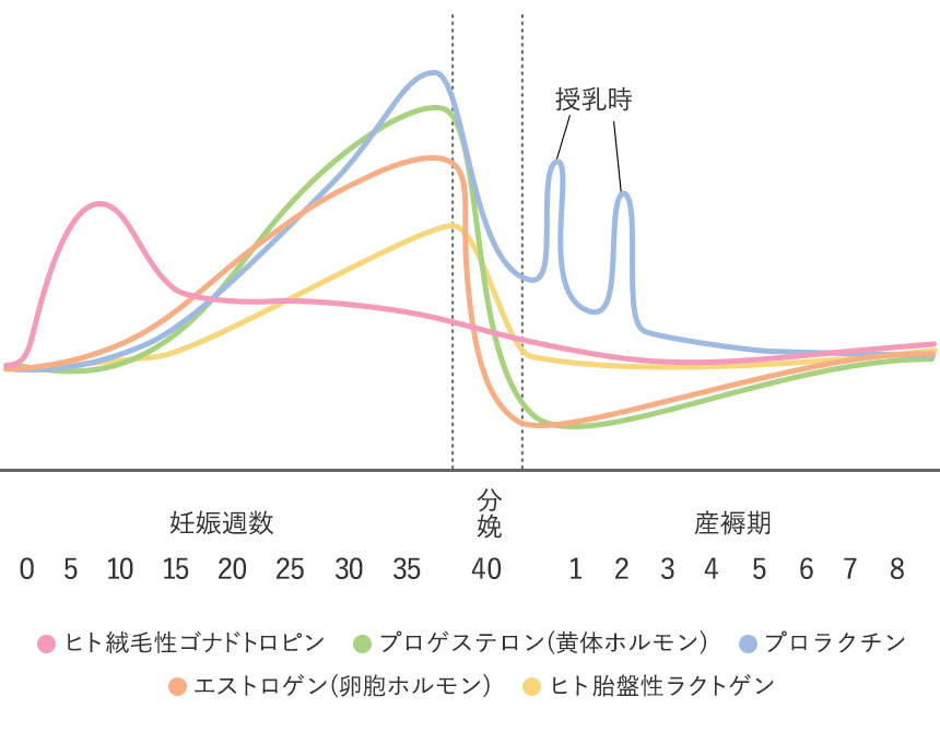 妊娠中の胸の変化